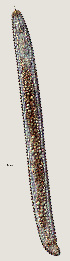  ( - NID-N2629)  @11 [ ] CreativeCommons - Attribution Non-Commercial (2017) Tom Powers University of Nebraska