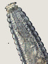  ( - NID-N2634)  @11 [ ] CreativeCommons - Attribution Non-Commercial (2017) Tom Powers University of Nebraska