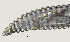  ( - NID-N2635)  @11 [ ] CreativeCommons - Attribution Non-Commercial (2017) Tom Powers University of Nebraska