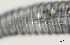  ( - NID-N2635)  @11 [ ] CreativeCommons - Attribution Non-Commercial (2017) Tom Powers University of Nebraska