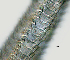  ( - NID-N2636)  @11 [ ] CreativeCommons - Attribution Non-Commercial (2017) Tom Powers University of Nebraska