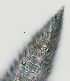  ( - NID-N2636)  @11 [ ] CreativeCommons - Attribution Non-Commercial (2017) Tom Powers University of Nebraska