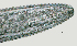  ( - NID-N2637)  @11 [ ] CreativeCommons - Attribution Non-Commercial (2017) Tom Powers University of Nebraska