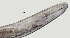 ( - NID-N2707)  @11 [ ] CreativeCommons - Attribution Non-Commercial (2017) Tom Powers University of Nebraska