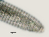  (Mesocriconema xenoplax HG11 - NID-N2720)  @11 [ ] CreativeCommons - Attribution Non-Commercial (2017) Tom Powers University of Nebraska