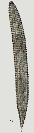  (Criconema longulum - NID-N2723)  @11 [ ] CreativeCommons - Attribution Non-Commercial (2017) Tom Powers University of Nebraska
