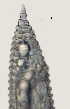  (Criconema acriculum - NID-N2725)  @11 [ ] CreativeCommons - Attribution Non-Commercial (2017) Tom Powers University of Nebraska