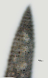  ( - NID-N2753)  @11 [ ] CreativeCommons - Attribution Non-Commercial (2017) Tom Powers University of Nebraska