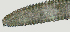  ( - NID-N2755)  @11 [ ] CreativeCommons - Attribution Non-Commercial (2017) Tom Powers University of Nebraska