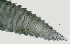  (Crossonema menzeli Norway - NID-N2755)  @11 [ ] CreativeCommons - Attribution Non-Commercial (2017) Tom Powers University of Nebraska