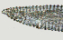  ( - NID-N2758)  @11 [ ] CreativeCommons - Attribution Non-Commercial (2017) Tom Powers University of Nebraska