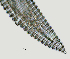  ( - NID-N2759)  @11 [ ] CreativeCommons - Attribution Non-Commercial (2017) Tom Powers University of Nebraska