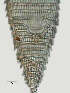  ( - NID-N2762)  @11 [ ] CreativeCommons - Attribution Non-Commercial (2017) Tom Powers University of Nebraska