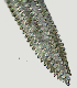  ( - NID-N2800)  @11 [ ] CreativeCommons - Attribution Non-Commercial (2017) Tom Powers University of Nebraska