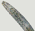  ( - NID-N2803)  @11 [ ] CreativeCommons - Attribution Non-Commercial (2017) Tom Powers University of Nebraska