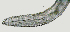  ( - NID-N2808)  @11 [ ] CreativeCommons - Attribution Non-Commercial (2017) Tom Powers University of Nebraska