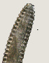  ( - NID-N2862)  @11 [ ] CreativeCommons - Attribution Non-Commercial (2016) Tom Powers University of Nebraska