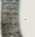  ( - NID-N2862)  @11 [ ] CreativeCommons - Attribution Non-Commercial (2016) Tom Powers University of Nebraska