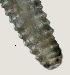  ( - NID-N2862)  @11 [ ] CreativeCommons - Attribution Non-Commercial (2016) Tom Powers University of Nebraska