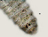  ( - NID-N2862)  @11 [ ] CreativeCommons - Attribution Non-Commercial (2016) Tom Powers University of Nebraska