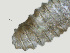  ( - NID-N3001)  @11 [ ] CreativeCommons - Attribution Non-Commercial (2016) Tom Powers University of Nebraska