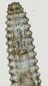  ( - NID-N3003)  @11 [ ] CreativeCommons - Attribution Non-Commercial (2016) Tom Powers University of Nebraska