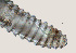  ( - NID-N3068)  @11 [ ] CreativeCommons - Attribution Non-Commercial (2016) Tom Powers University of Nebraska