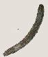  ( - NID-N3129)  @11 [ ] CreativeCommons - Attribution Non-Commercial (2016) Tom Powers University of Nebraska