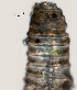 ( - NID-N3129)  @11 [ ] CreativeCommons - Attribution Non-Commercial (2016) Tom Powers University of Nebraska