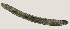  ( - NID-N3176)  @11 [ ] CreativeCommons - Attribution Non-Commercial (2016) Tom Powers University of Nebraska