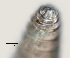  ( - NID-N3194)  @11 [ ] CreativeCommons - Attribution Non-Commercial (2016) Tom Powers University of Nebraska