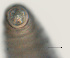  ( - NID-N3194)  @11 [ ] CreativeCommons - Attribution Non-Commercial (2016) Tom Powers University of Nebraska