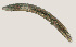  ( - NID-N3260)  @11 [ ] CreativeCommons - Attribution Non-Commercial (2016) Tom Powers University of Nebraska
