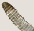  ( - NID-N3306)  @11 [ ] CreativeCommons - Attribution Non-Commercial (2016) Tom Powers University of Nebraska
