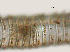  ( - NID-N3306)  @11 [ ] CreativeCommons - Attribution Non-Commercial (2016) Tom Powers University of Nebraska