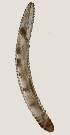  ( - NID-N3317)  @11 [ ] CreativeCommons - Attribution Non-Commercial (2016) Tom Powers University of Nebraska