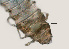  ( - NID-N3317)  @11 [ ] CreativeCommons - Attribution Non-Commercial (2016) Tom Powers University of Nebraska