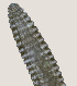  ( - NID-N3401)  @11 [ ] CreativeCommons - Attribution Non-Commercial (2016) Tom Powers University of Nebraska