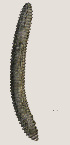  ( - NID-N3402)  @11 [ ] CreativeCommons - Attribution Non-Commercial (2016) Tom Powers University of Nebraska