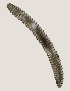 ( - NID-N3403)  @11 [ ] CreativeCommons - Attribution Non-Commercial (2016) Tom Powers University of Nebraska