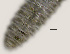  ( - NID-N3403)  @11 [ ] CreativeCommons - Attribution Non-Commercial (2016) Tom Powers University of Nebraska