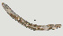  (Mesocriconema sp. HG22 - NID-N363)  @11 [ ] CreativeCommons - Attribution Non-Commercial (2017) Tom Powers University of Nebraska