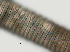  ( - NID-N363)  @11 [ ] CreativeCommons - Attribution Non-Commercial (2017) Tom Powers University of Nebraska