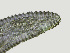  ( - NID-N3670)  @11 [ ] CreativeCommons - Attribution Non-Commercial (2016) Tom Powers University of Nebraska