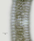  ( - NID-N3670)  @11 [ ] CreativeCommons - Attribution Non-Commercial (2016) Tom Powers University of Nebraska