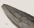  ( - NID-N431)  @11 [ ] CreativeCommons - Attribution Non-Commercial (2016) Tom Powers University of Nebraska