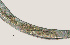  ( - NID-N432)  @11 [ ] CreativeCommons - Attribution Non-Commercial (2017) Tom Powers University of Nebraska