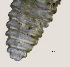  ( - NID-N5563)  @11 [ ] CreativeCommons - Attribution Non-Commercial (2016) Tom Powers University of Nebraska