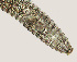  ( - NID-N577)  @11 [ ] CreativeCommons - Attribution Non-Commercial (2016) Tom Powers University of Nebraska