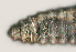  ( - NID-N577)  @11 [ ] CreativeCommons - Attribution Non-Commercial (2016) Tom Powers University of Nebraska
